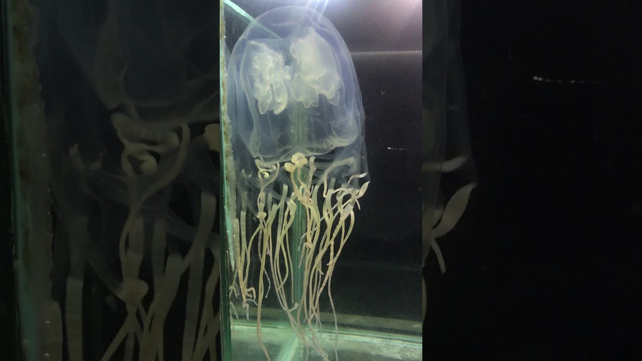 Chironex yamaguchii - Box jellyfish from ODEC, UMS.