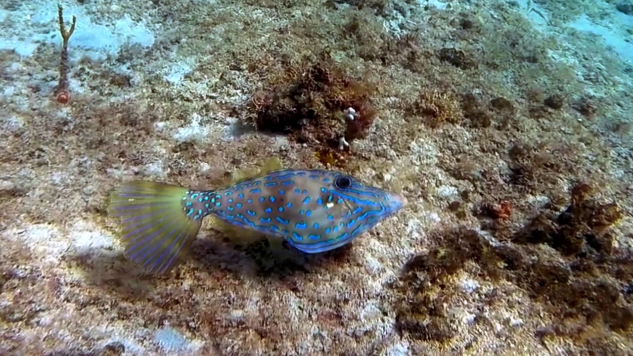 Filefish Changing Colors Amazingly fast