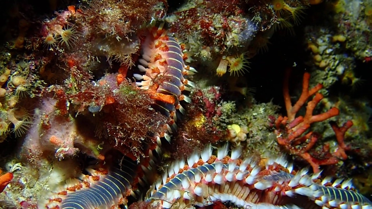 Bearded FIREWORM, Mallorca