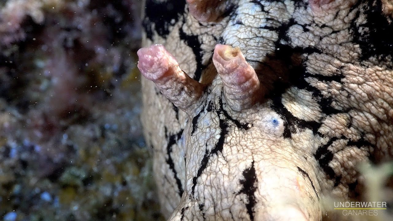 Blue-Eyed Sea Hare Aplysia Dactylomela / Diving Tenerife - Underwater Canaries