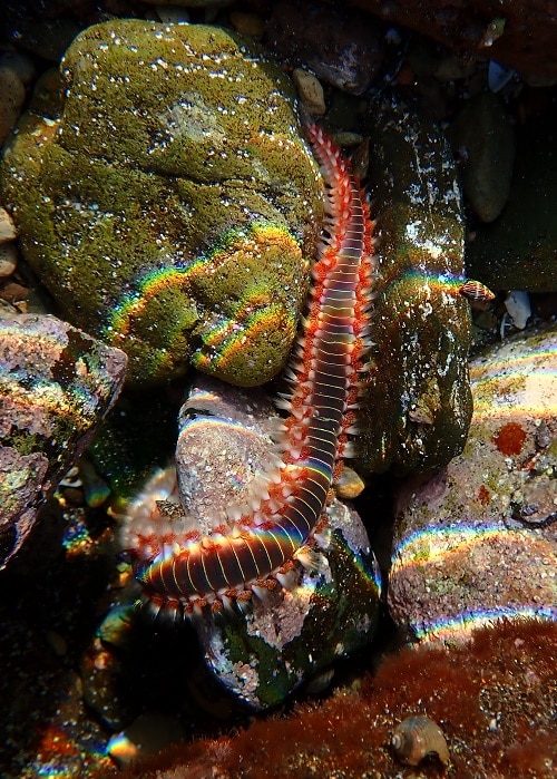 Gusano de fuego (Hermodice carunculata)