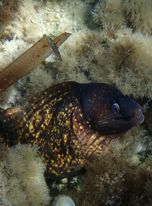 Mediterranean moray eel (Muraena helena).