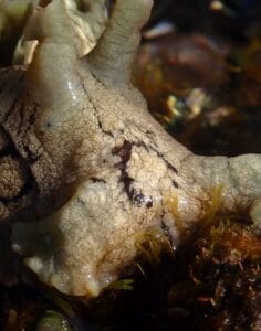 Spotted sea hare | About Aplysia dactylomela - Snorkel Things