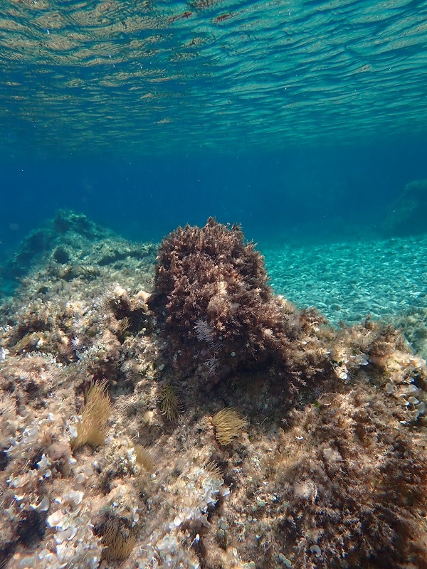 Underwater scene in shallow Mediterranean waters.
