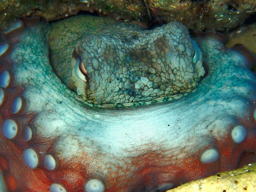 Underwater photo of octopus in Mediterranean Sea