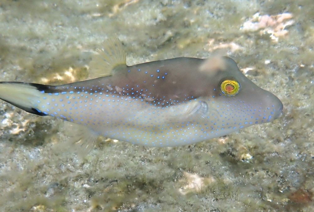 Macaronesian sharpnose pufferfish (Canthigaster capistrata)