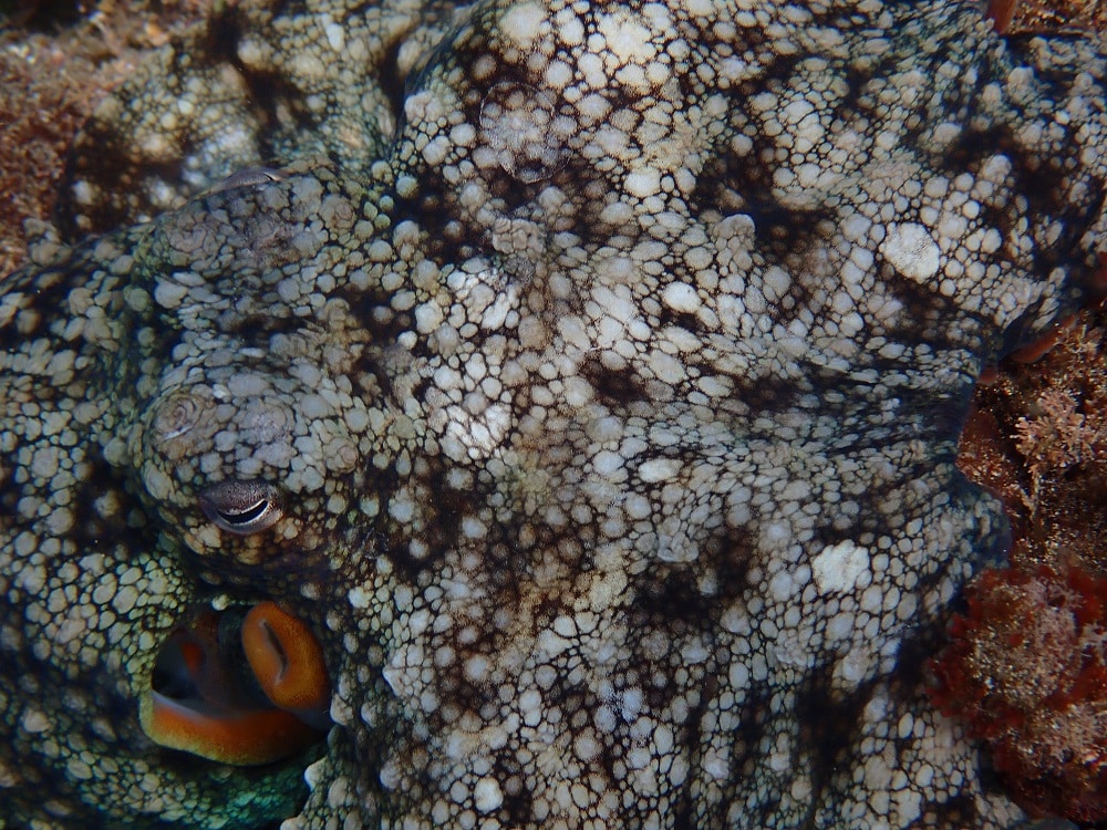 Common octopus (Octopus vulgaris) underwater photo