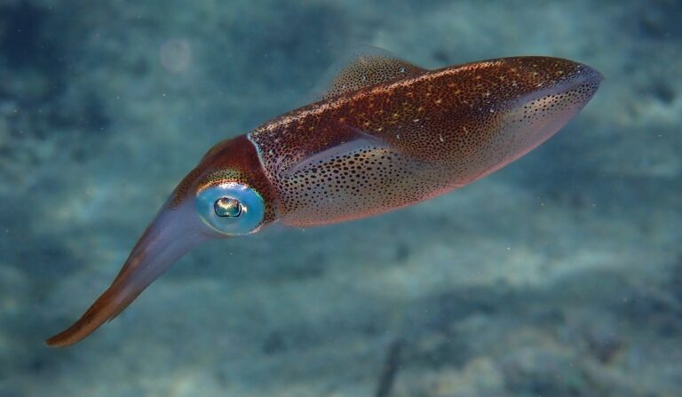 Caribbean reef squid side view