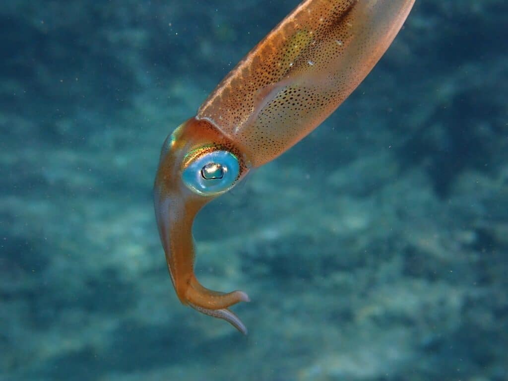 Calamar de arrecife caribeño (Sepioteuthis sepioidea) en el Caribe