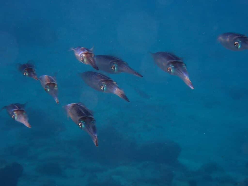 Shoal of Sepioteuthis sepioidea.