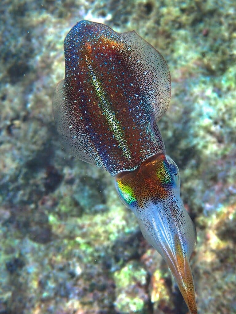 Caribbean reef squid top view