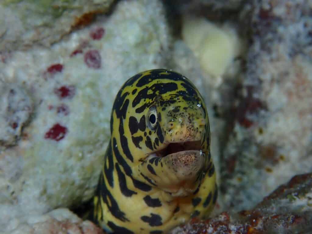 Chain moray eel (Echidna catenata)