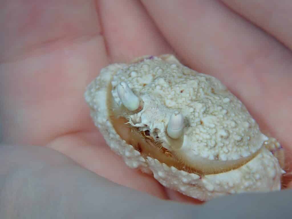 Small white crab underwater close-up photo, unidentified.