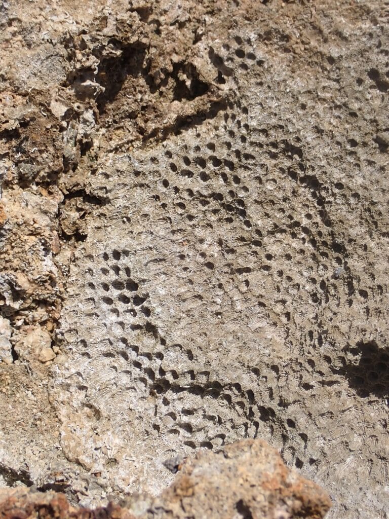 Fossilized coral on Klein Curaçao. 