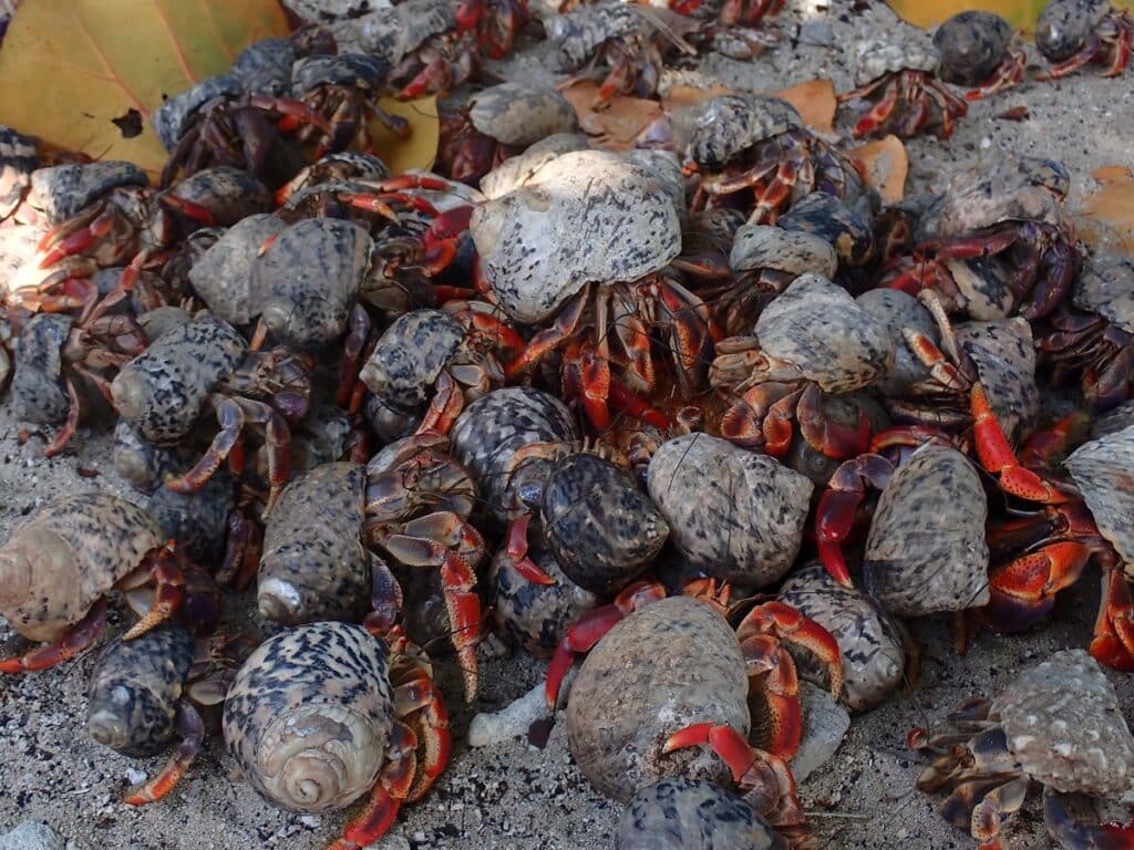 Hermit crabs or soldier crabs (Coenobita clypeatus) flocking to food.