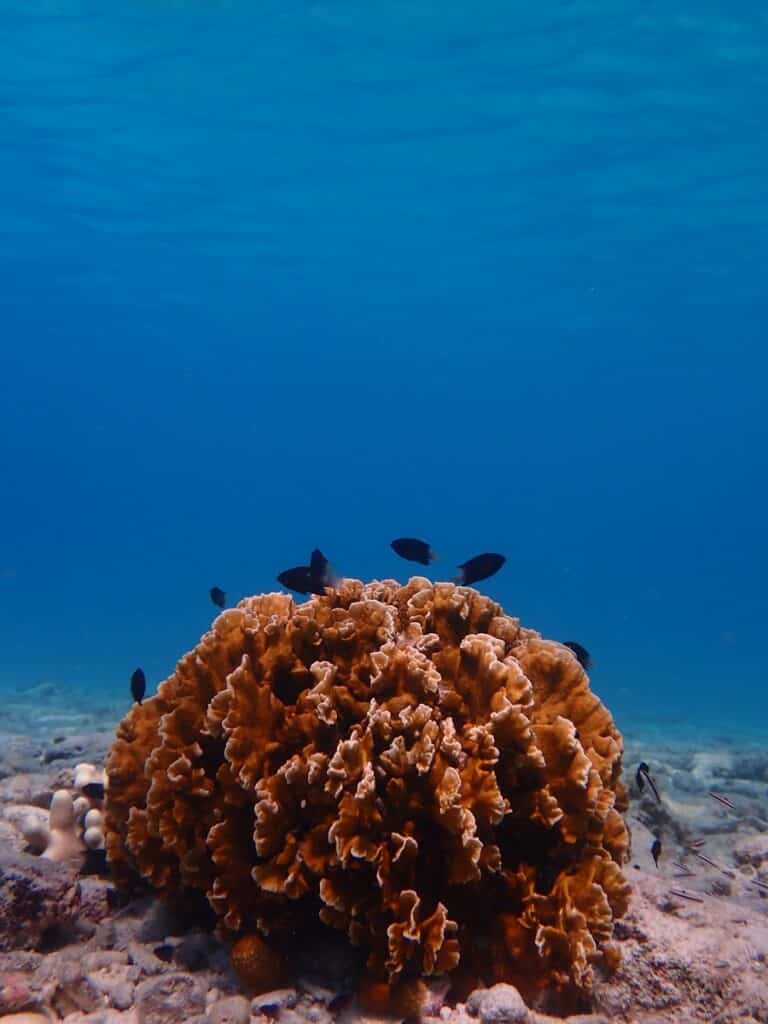 Snorkeling at Klein Curaçao: underwater coral formation with small fish.