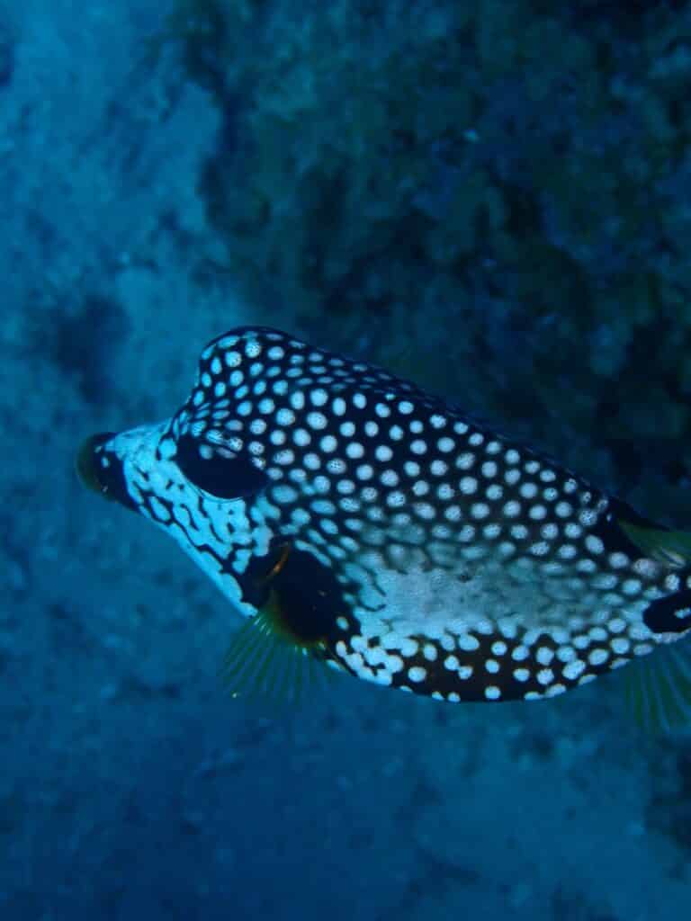 Foto acuatica de un pez cofre (Lactophrys triqueter)