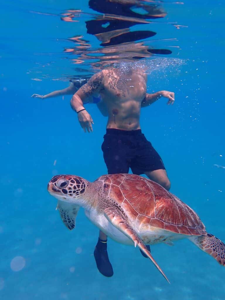 Green sea turtle at Playa Grandi in Curaçao