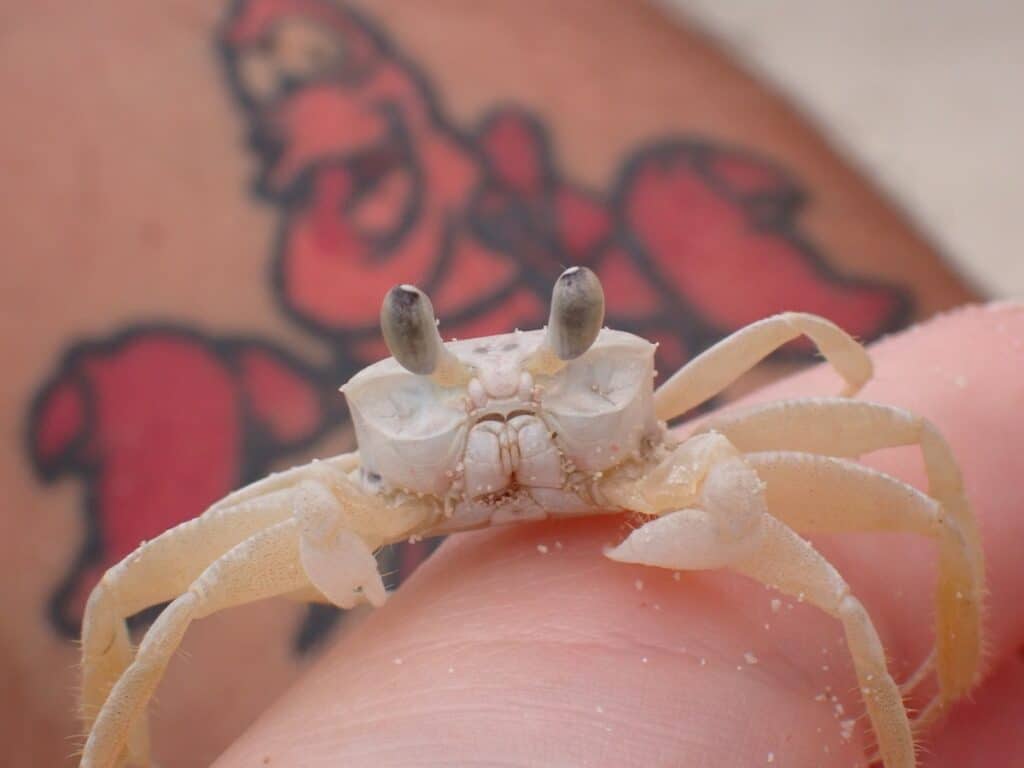 Sand crab