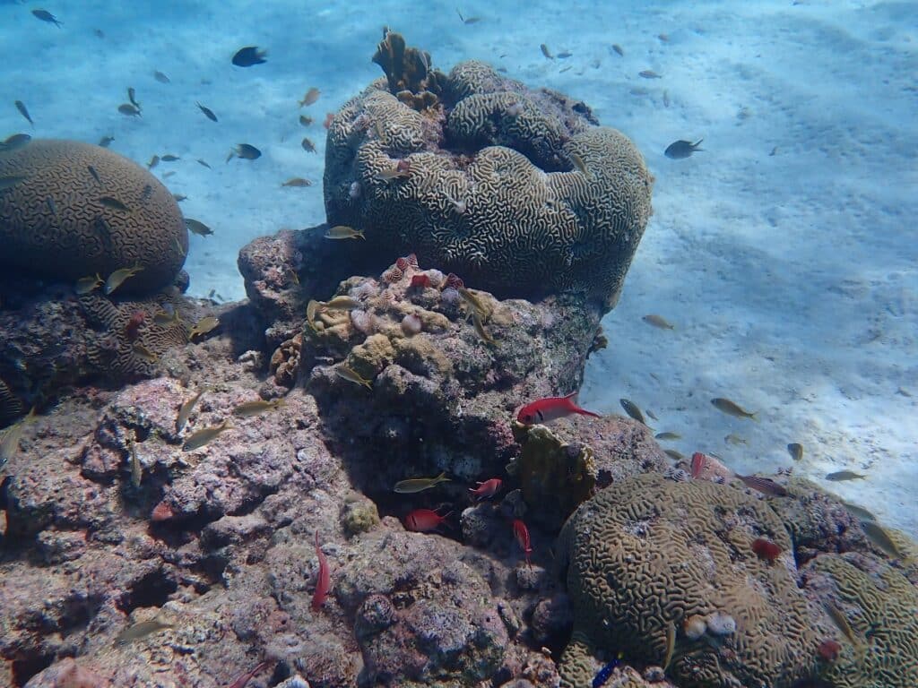 Snake Bay or Playa Wachi or Slangenbaai underwater coral