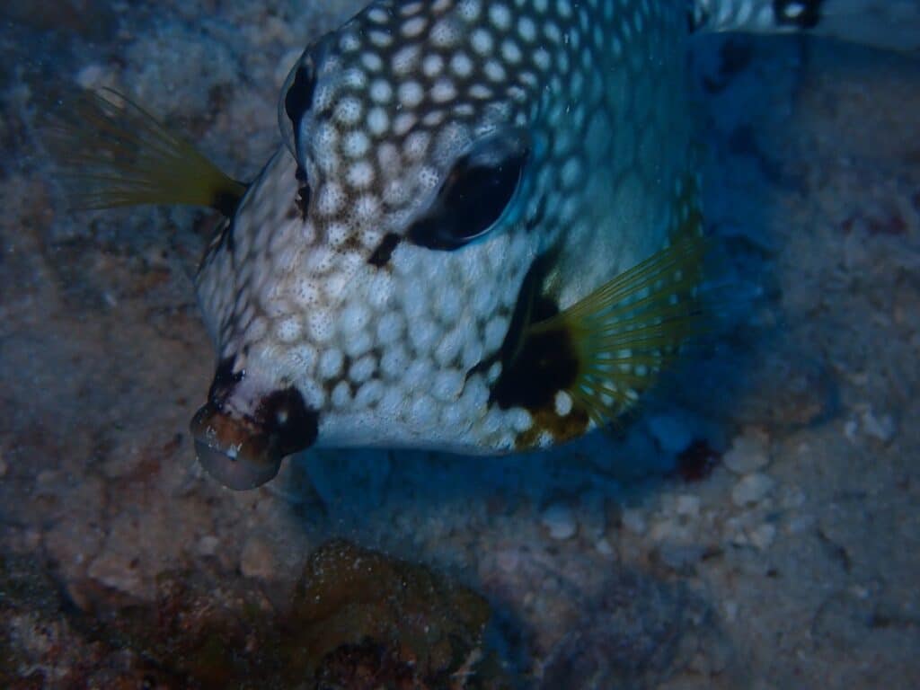 Smooth trunkfish (Lactophrys triqueter) underwater photo in Curaçao