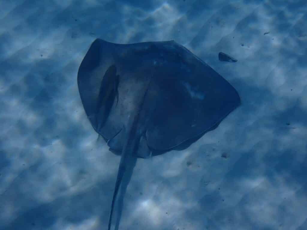 Stingray on the seafloor underwater photo.