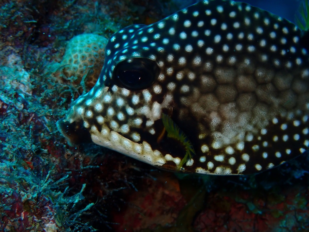 Smooth trunkfish | About Lactophrys triqueter
