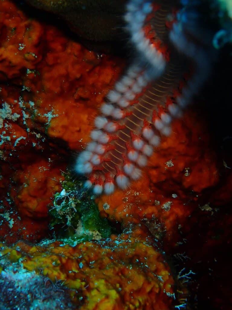 Bearded fireworm photographed in the Caribbean.