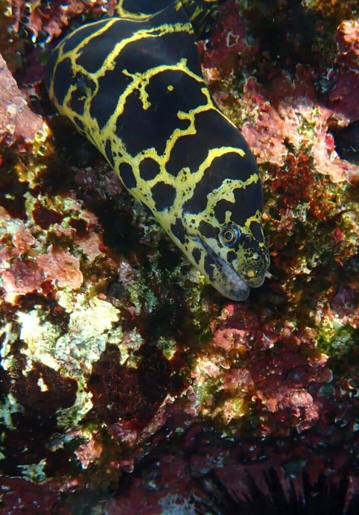 Chain moray eel (Echidna catenata)