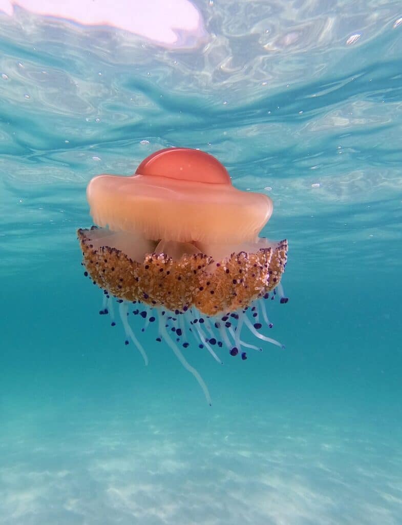 Fried Egg Jellyfish (Cotylorhiza tuberculata) in shallow water