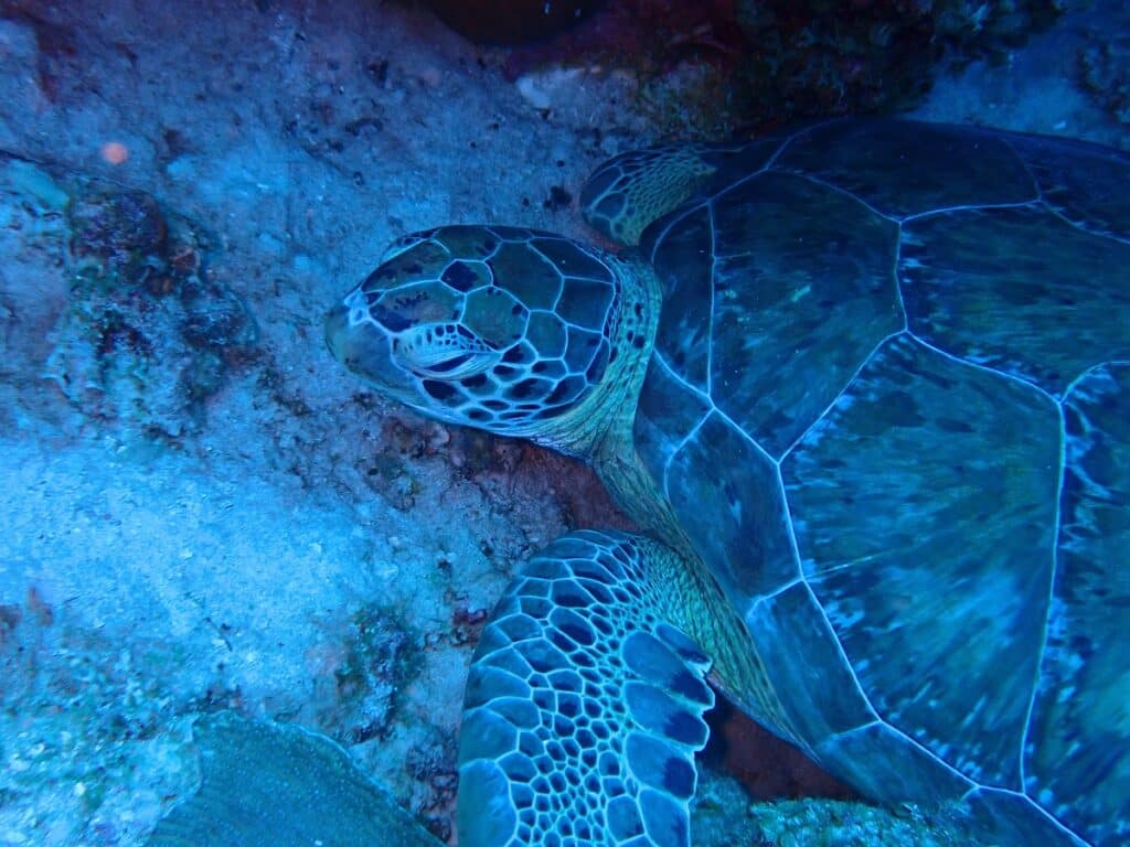 Sea turtle sleeping on the seafloor at Kokomo Beach in Curaçao.