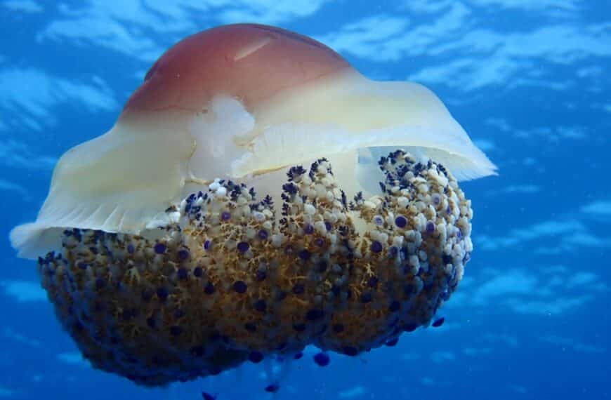 Fried Egg Jellyfish | About Cotylorhiza tuberculata