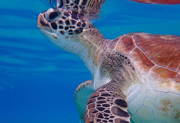 Turtle swimming at Playa Grandi in Curaçao.