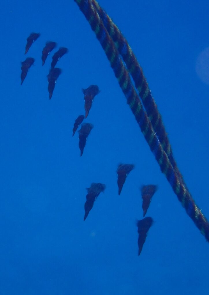 Caribbean reef squid 