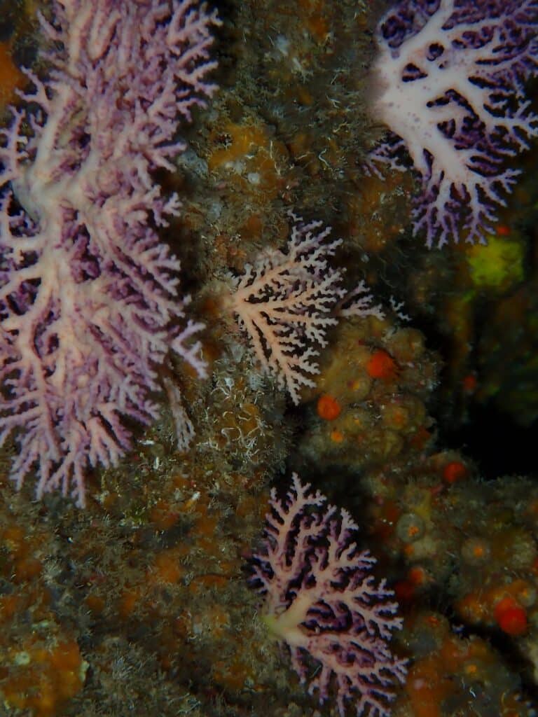 Close-up of coral formations in an underwater cave (the Blue Room Curaçao)