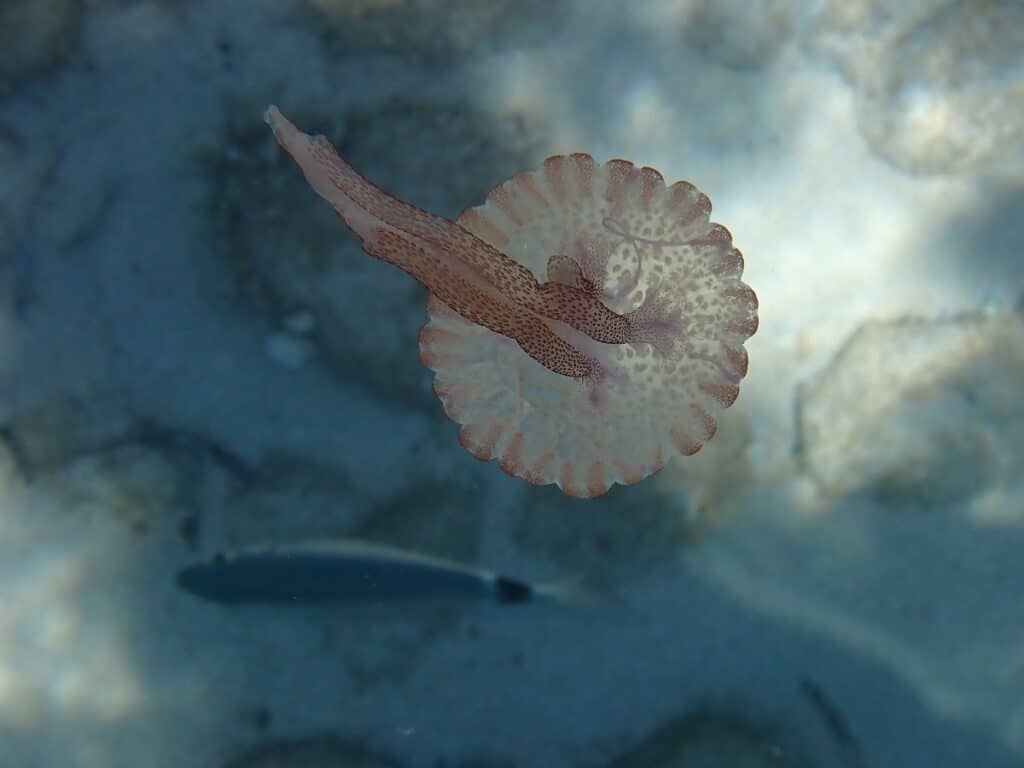 Mauve Stinger, Pelagia noctiluca jellyfish underwater photo