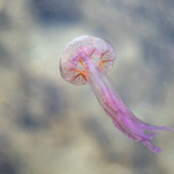 Mauve stinger jellyfish