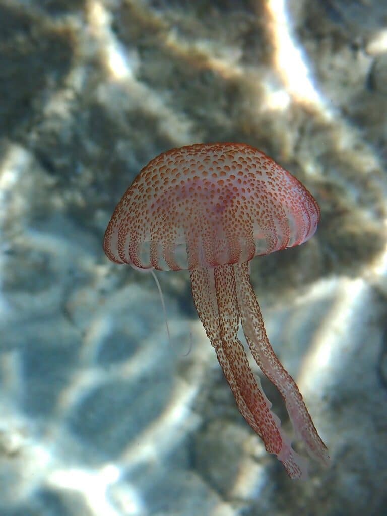 Mauve Stinger, Pelagia noctiluca jellyfish underwater photo
