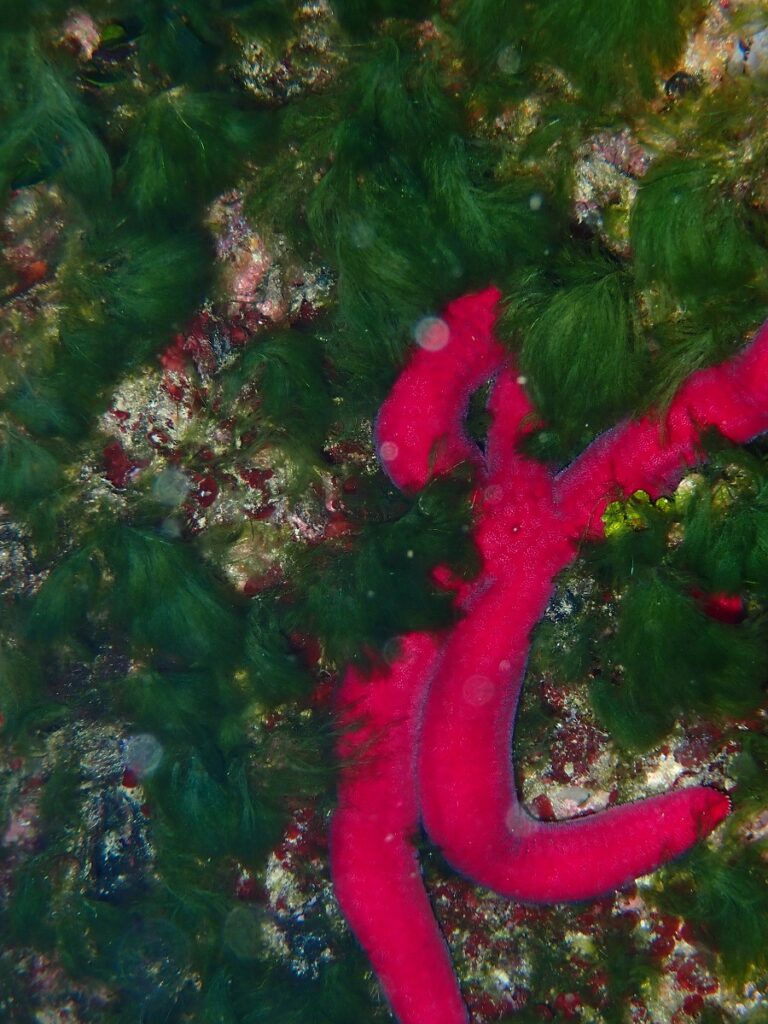 Purple sea star underwater photo