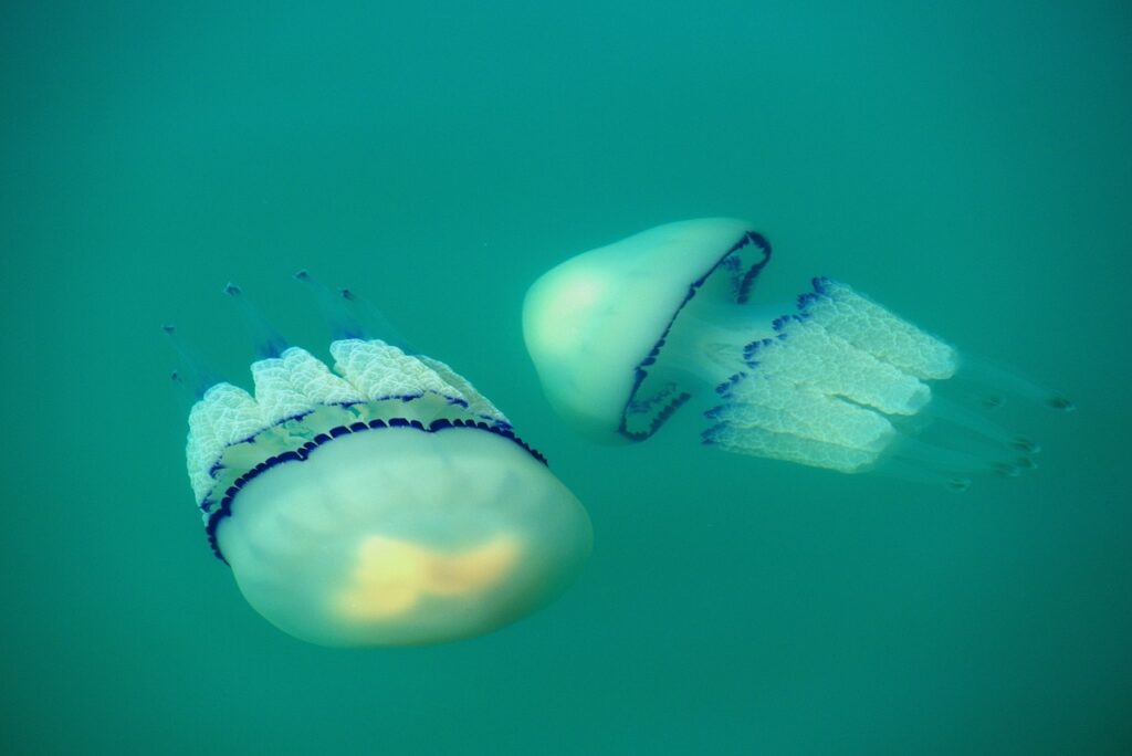 Two barrel jellyfish in the water.