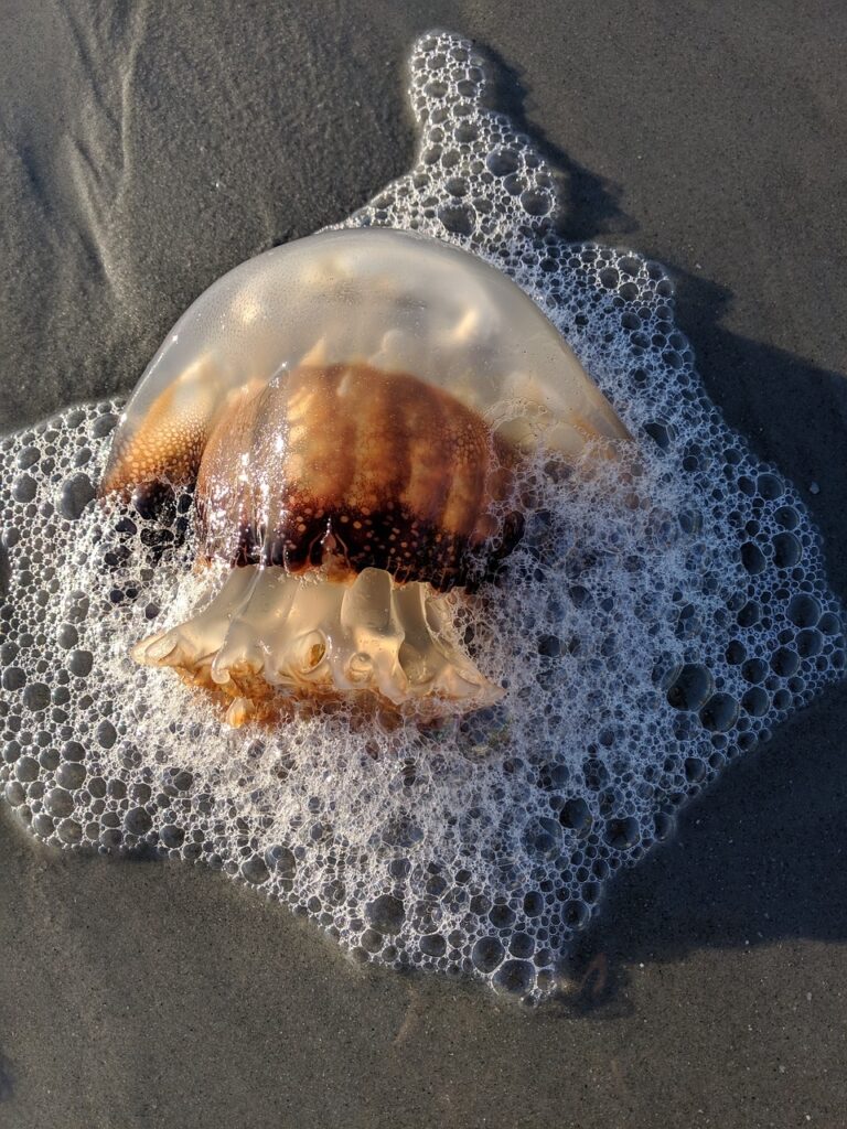 Cannonball jellyfish washed up on a beach. 