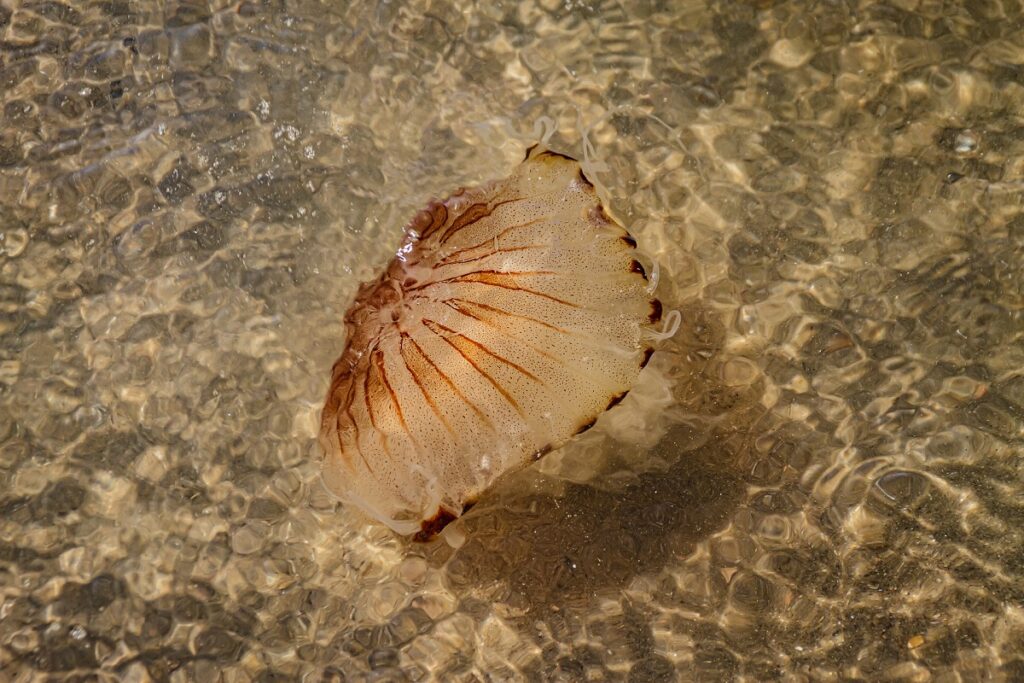 Compass jellyfish swimming in shallow waters