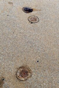 Compass Jellyfish | Identification, Sting & Other Facts - Snorkel Things