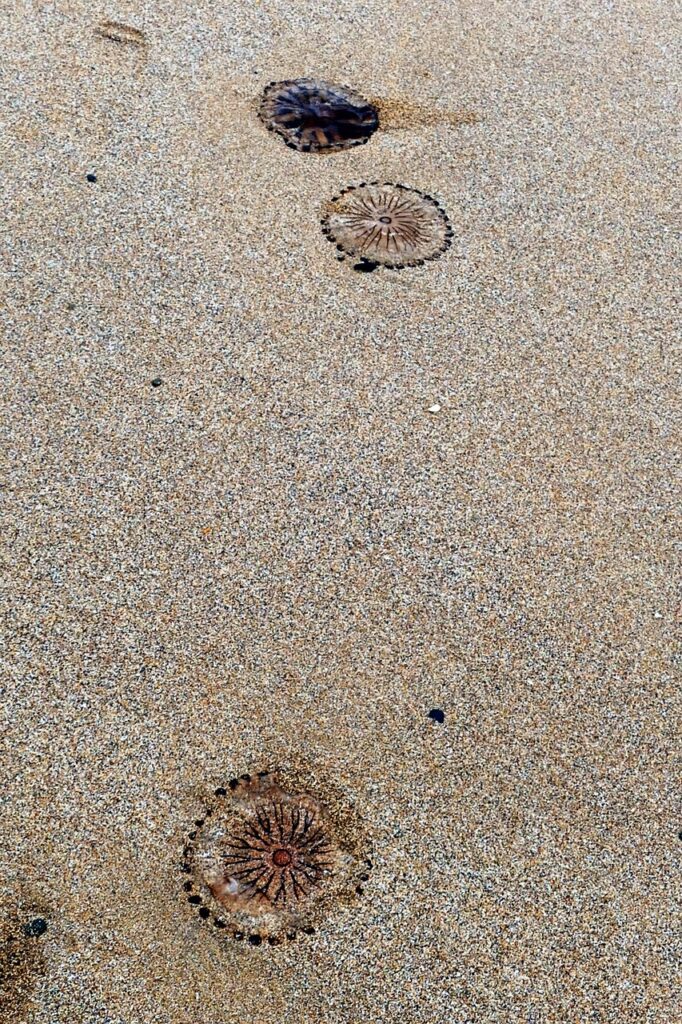 Three stranded compass jellyfish on the beach.