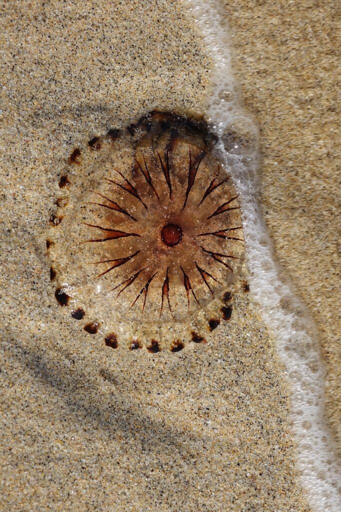 Compass jellyfish washed up on the beach.