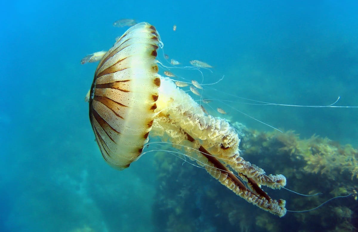 Compass jellyfish Chrysaora hysoscella with small fish in the Mediterranean sea, France