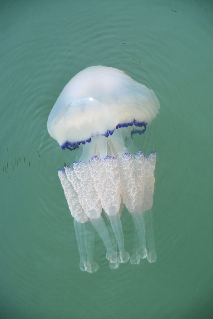 Top view of barrel jellyfish in the water.