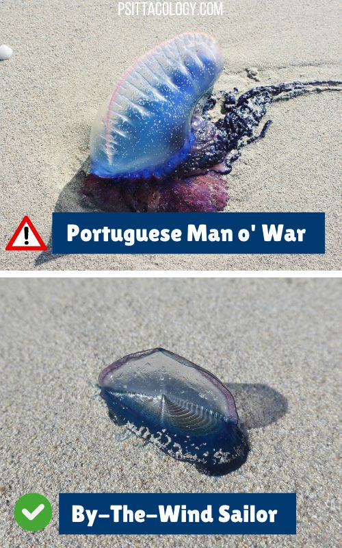 Split image showing a dangerous Portuguese Man o' War (top) and a non-dangerous but similar-looking by-the-wind sailor (bottom). 