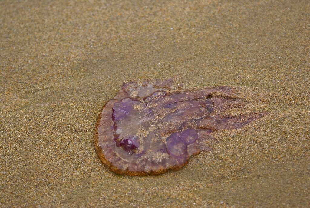 Stranded Pelagia noctiluca jellyfish.