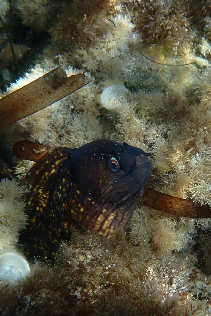 Mediterranean moray eel (Muraena helena) photographed off Tabarca island on the Spanish Costa Blanca.